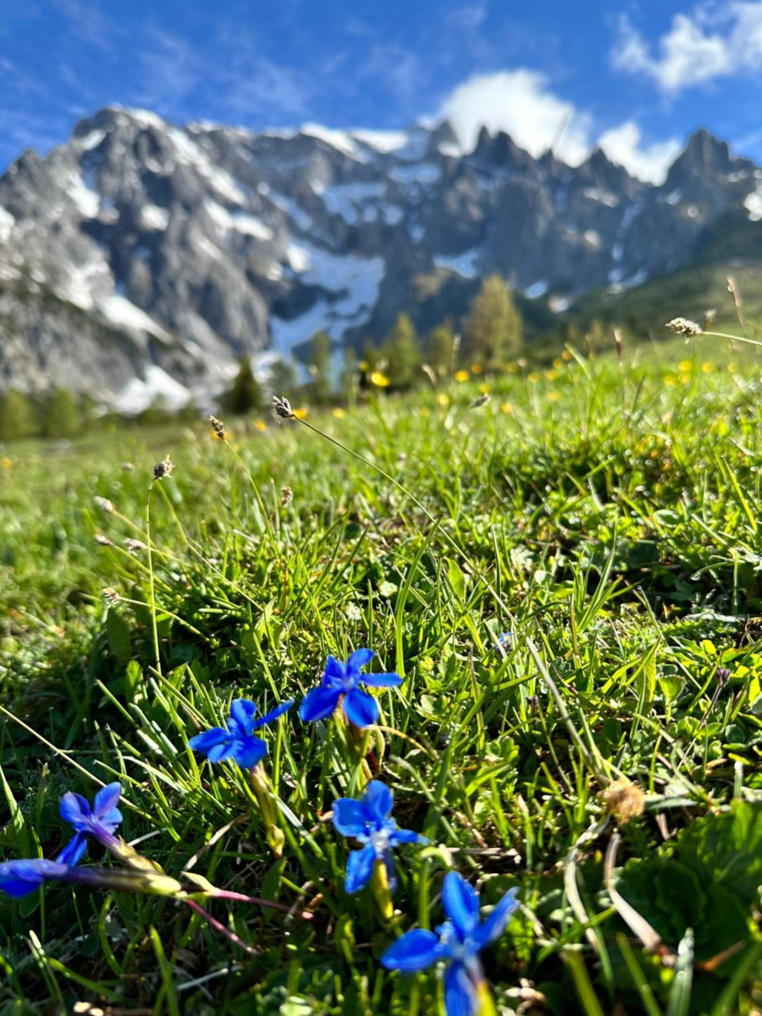Apart Ursus Hinterthal Maria Alm am Steinernen Meer Exteriér fotografie